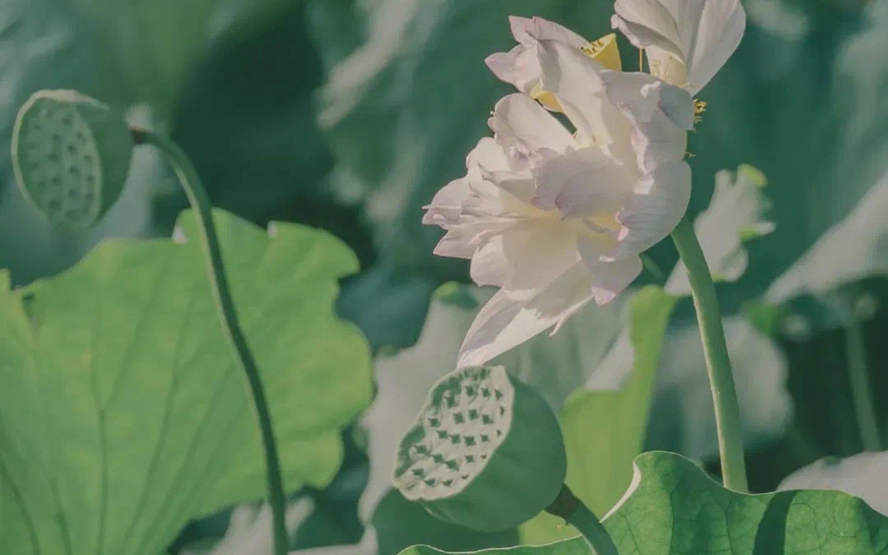 [图]【昼夜】一朝芳草碧连天