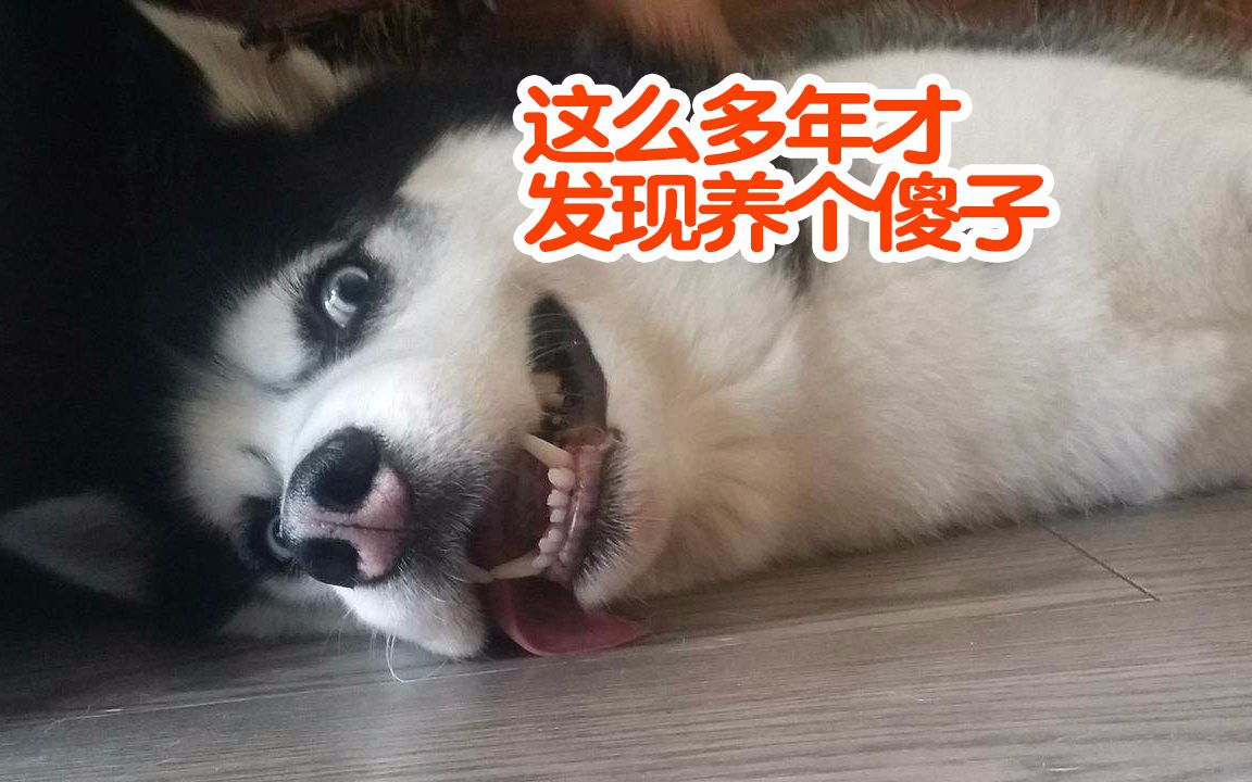 养了多年的狗狗今天才发现这狗竟然是个傻子