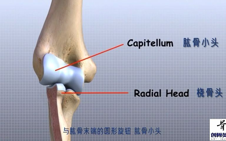 肘关节解剖哔哩哔哩bilibili