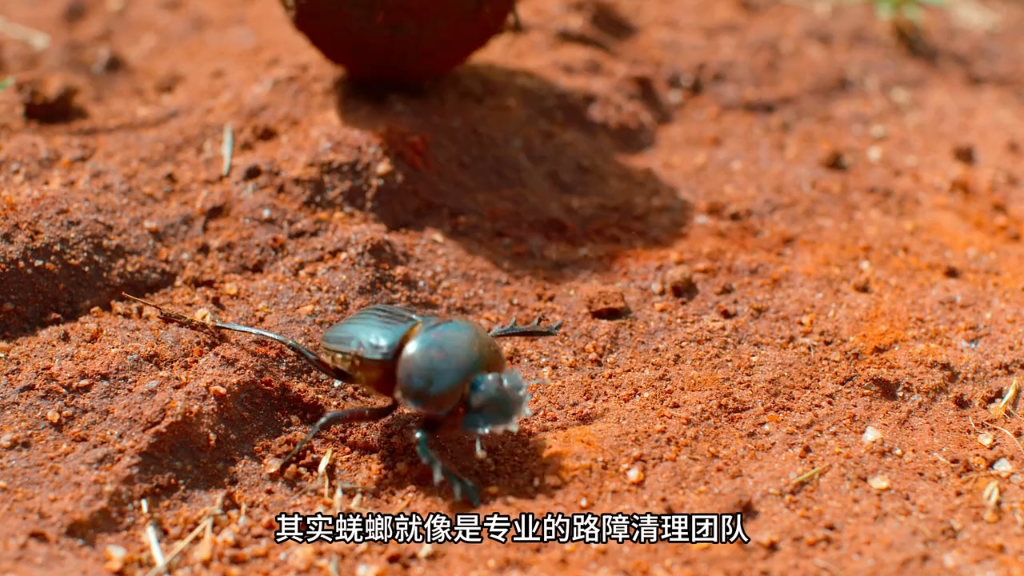 修路高级工程师象鼩,1条路养活1家人!