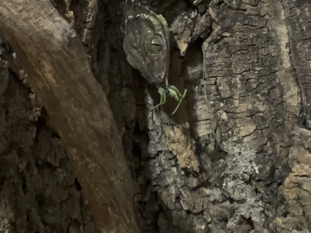 来了来了!史密斯绿眼守宫捕食蝈2龄的母蝈蝈幼体