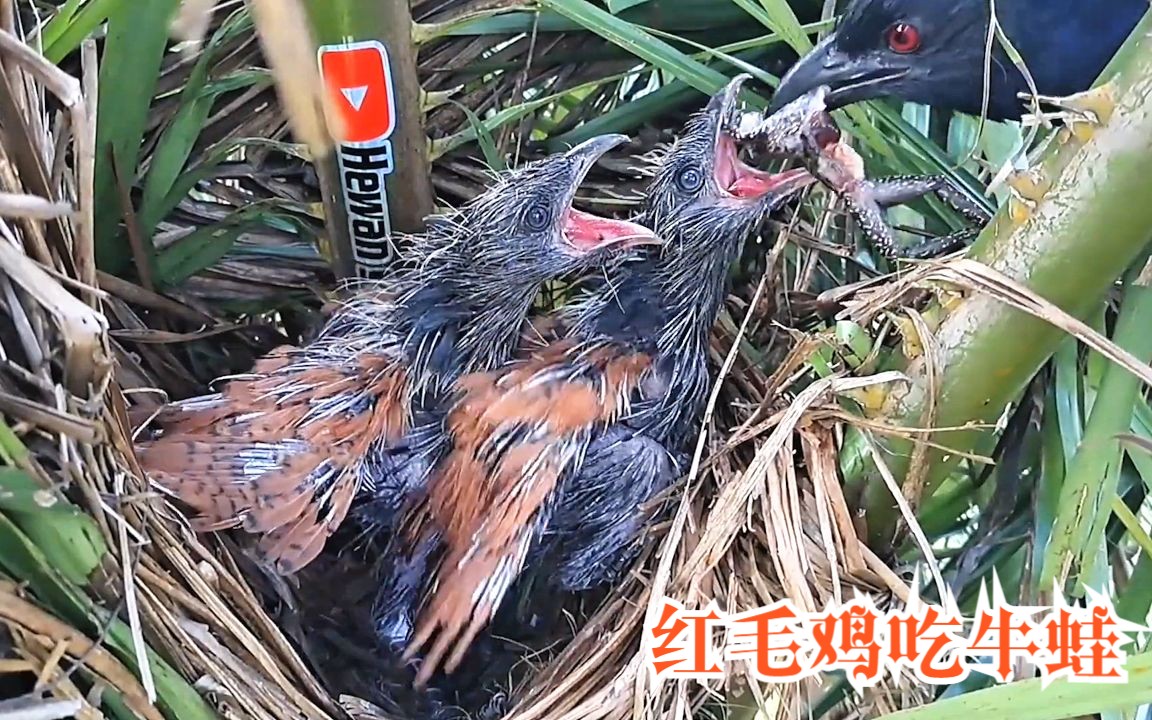 红毛鸡育雏:鸟妈捕来各种高蛋白昆虫和牛蛙喂给幼鸟