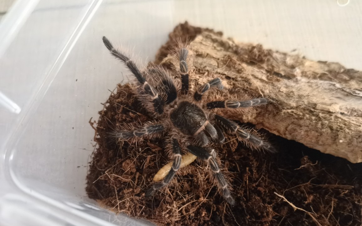 凶猛!巴西巨人金直间捕食