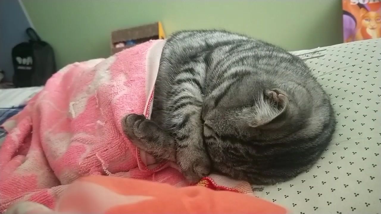 永远叫不醒一只沉睡的猫仔