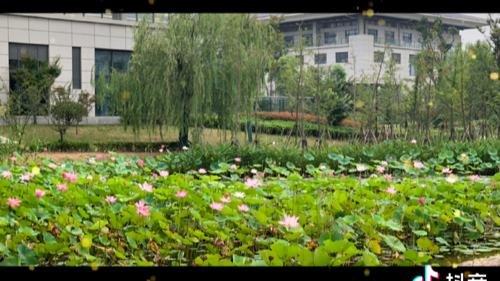 [图]荷花池中的黑天鹅