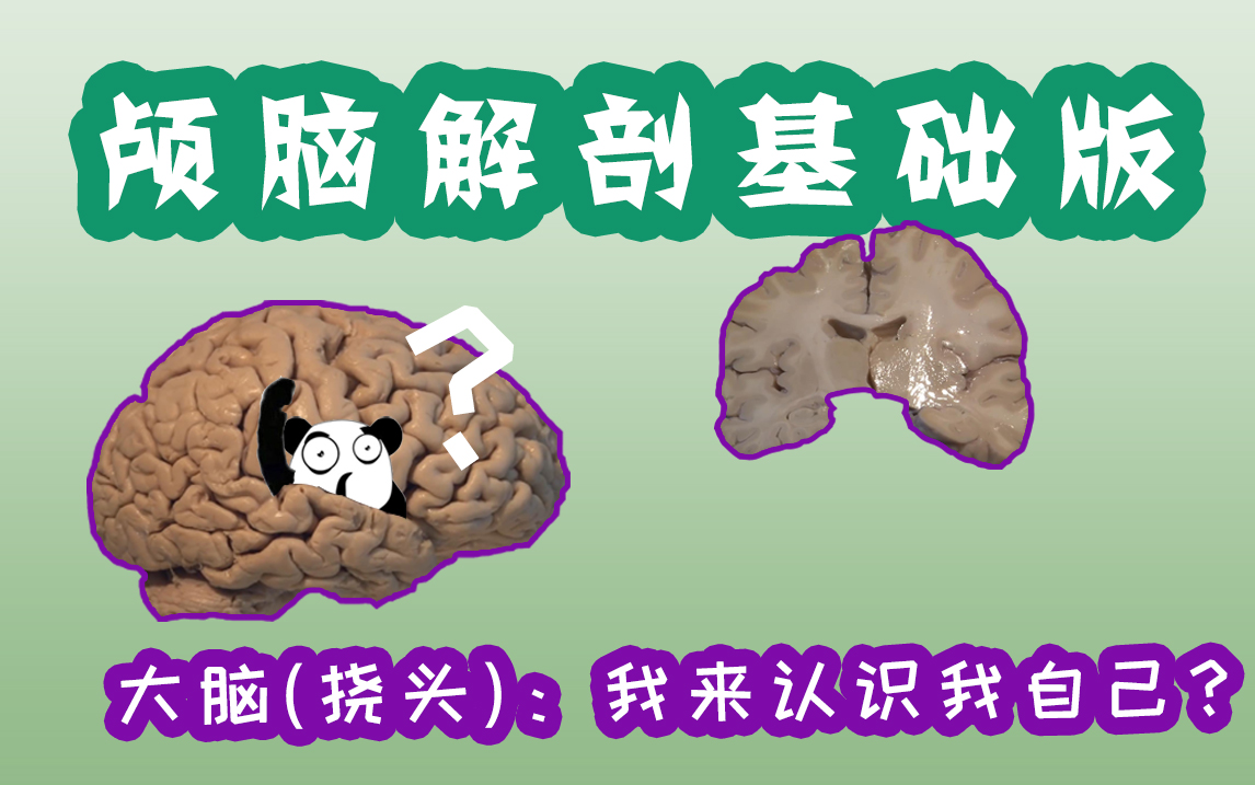 【医学】颅脑解剖基础版——脑子:我要从新认识我自己哔哩哔哩bilibili