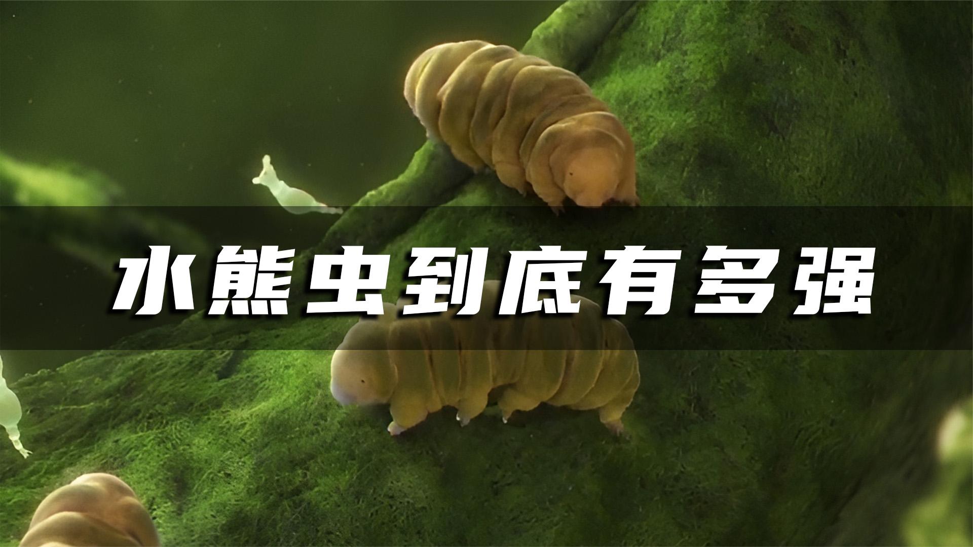 视核辐射为挠痒,水熊虫到底有多强?三体人见了直呼内行