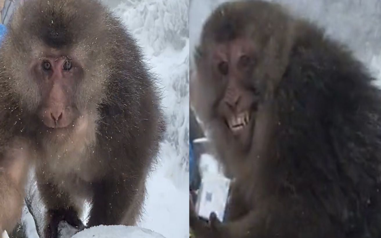峨眉山猴子图片表情包图片