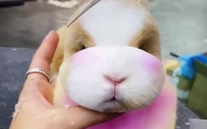 可爱的兔子92给它做美容!太听话了93