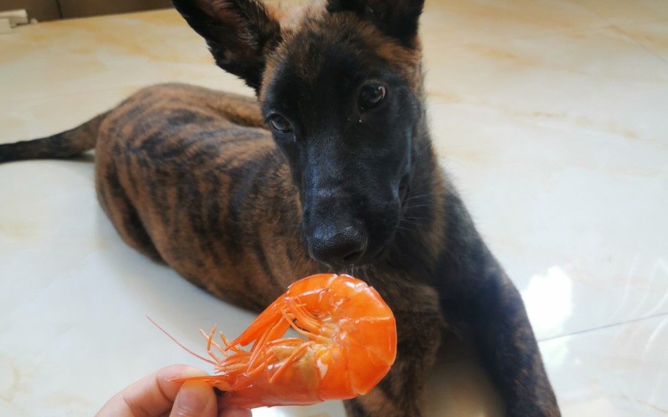 狗生第一次吃虾