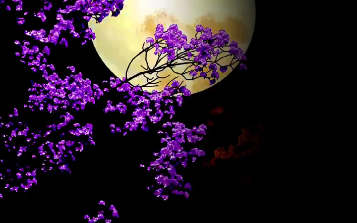 高清爆款圆月花树素材分享:#风景 #唯美意境 #圆月#花树 #素材