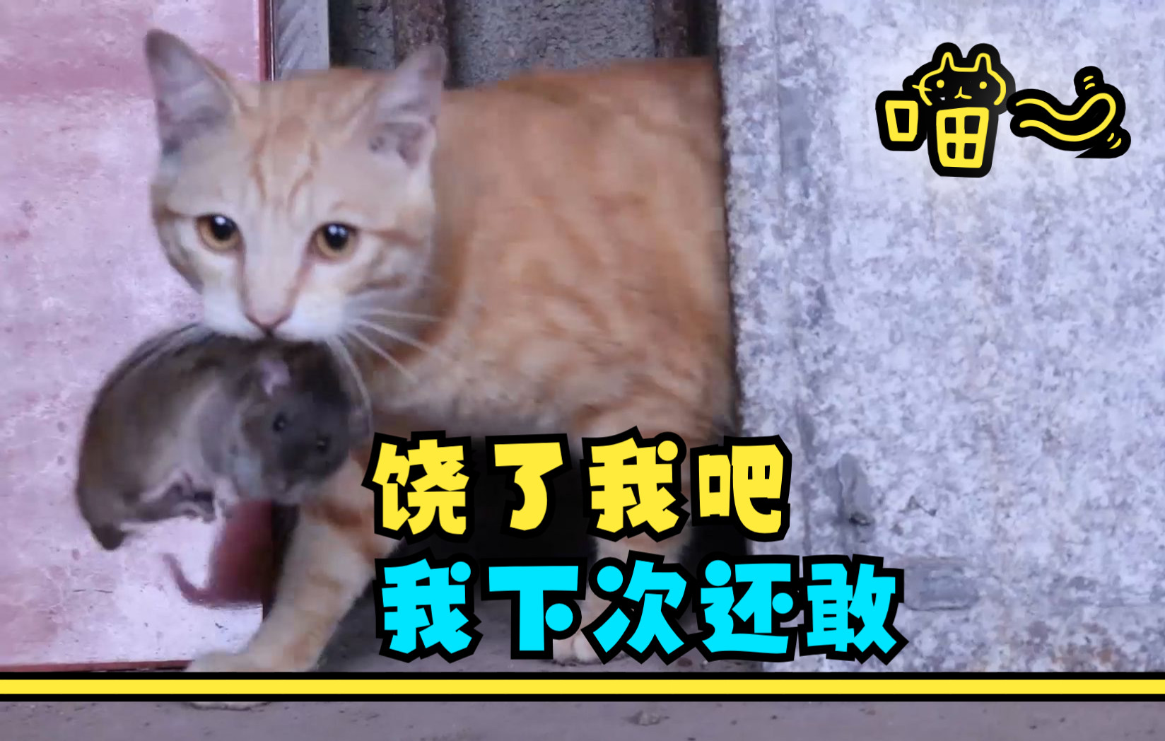 [图]猫咪玩弄老鼠，老鼠绝望了，给我个痛快吧（原声无bgm）