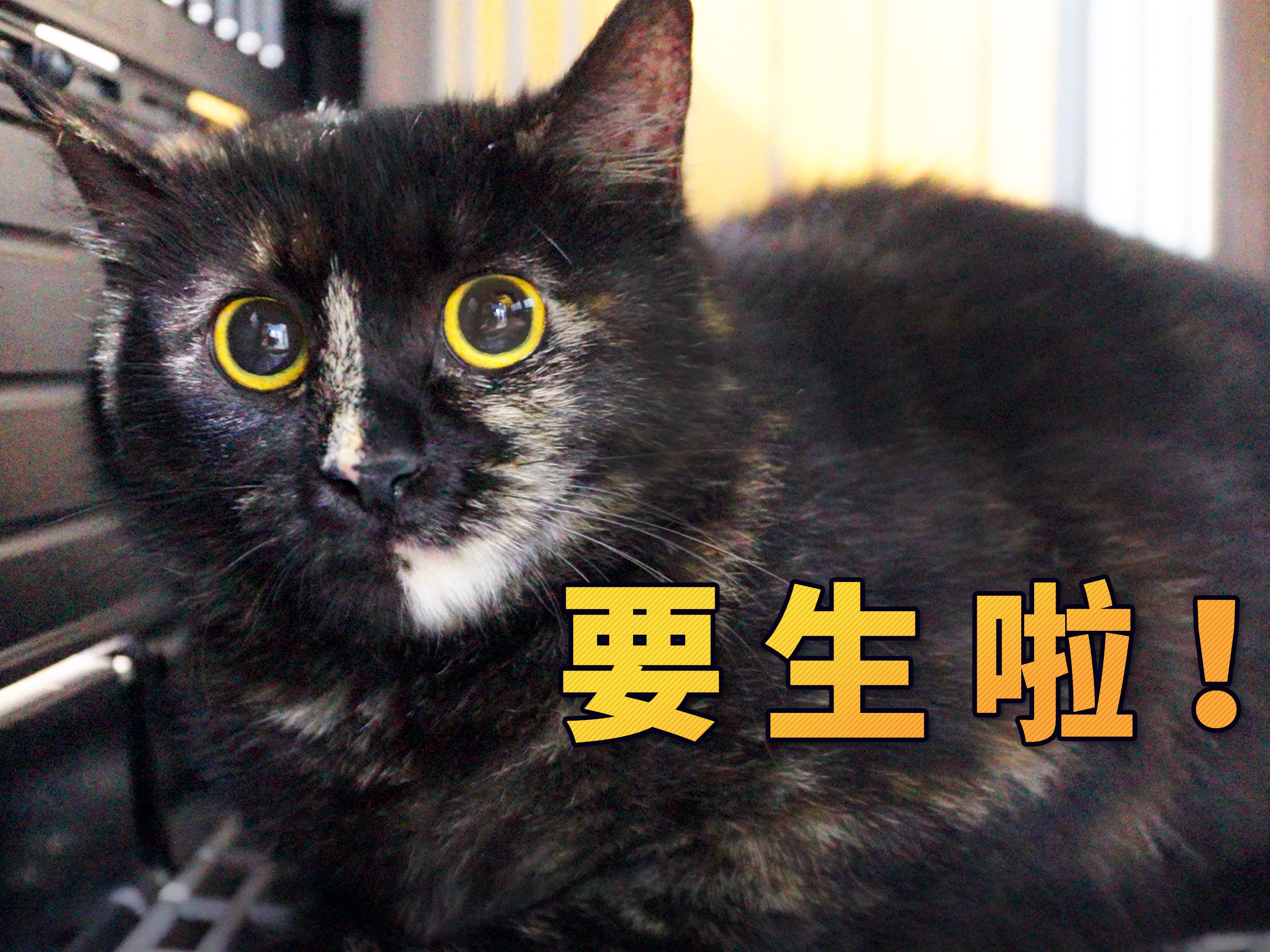 猫:来不及了!先去你家吧!哔哩哔哩bilibili