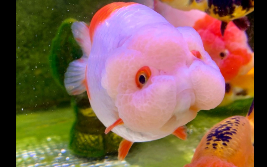 一群可爱的波妞(兰寿金鱼)_哔哩哔哩_bilibili