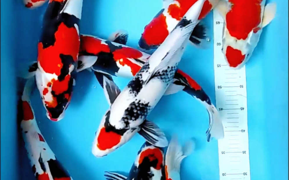 丹昭德系丹顶昭和三色锦鲤,四段五色观赏鱼.