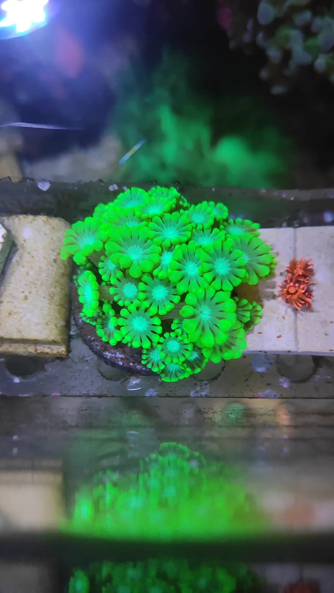 海水日常俯瞰漂漂亮亮的水仙茉莉