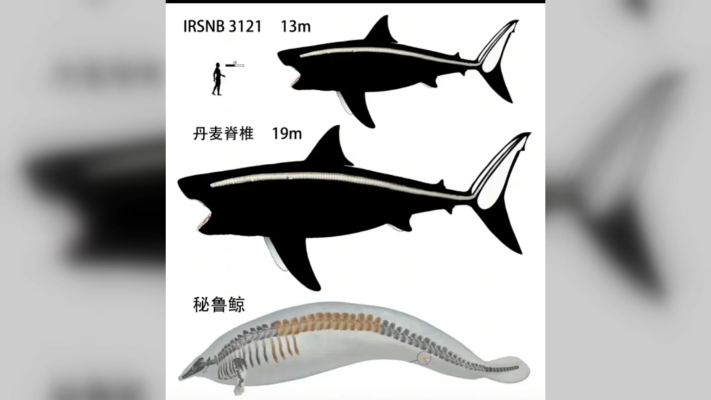 耳齿鲨体型的变化.