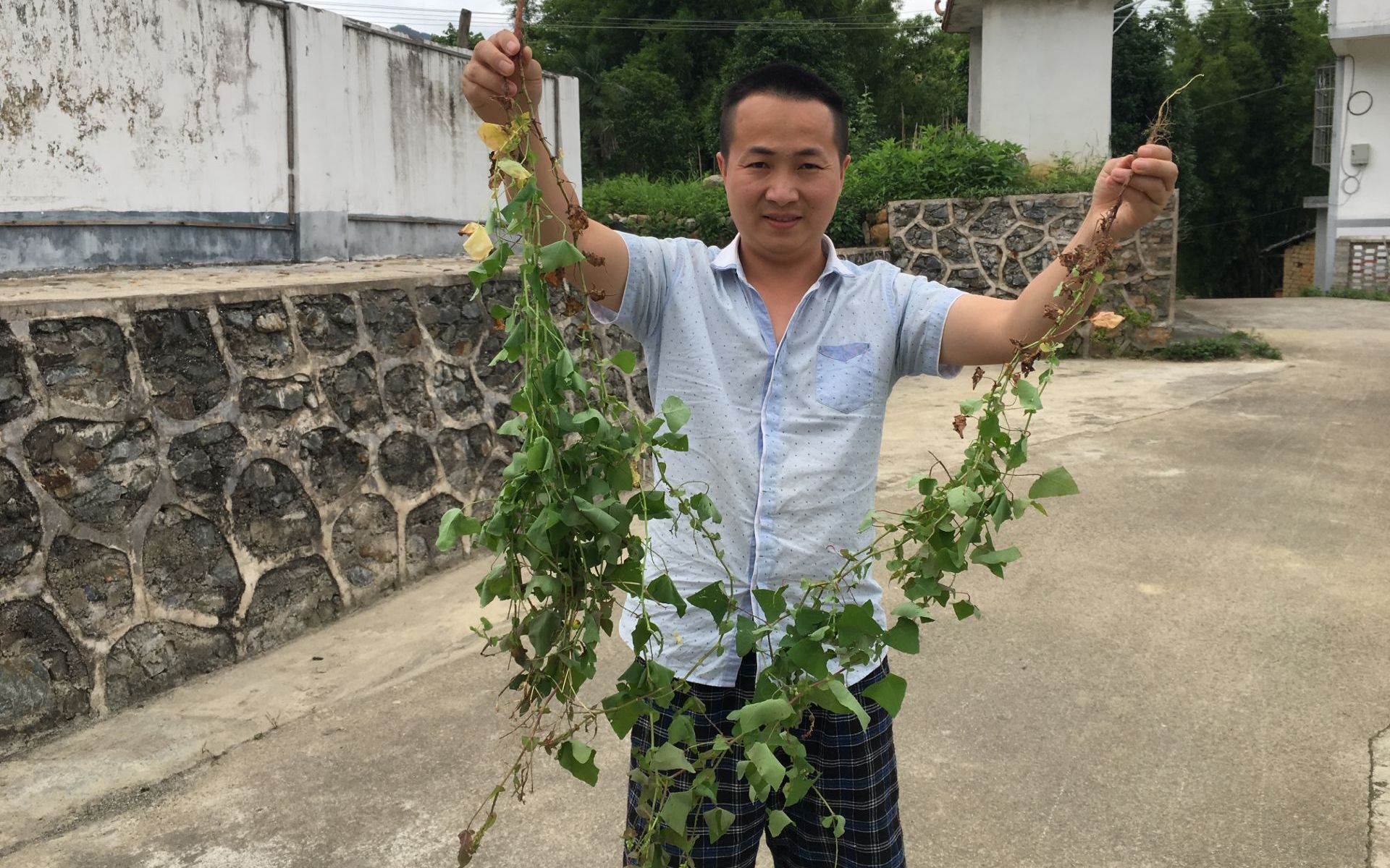 農村一種常見的蛇退草,毒蛇見了它都要立馬逃跑,這種草你認識嗎