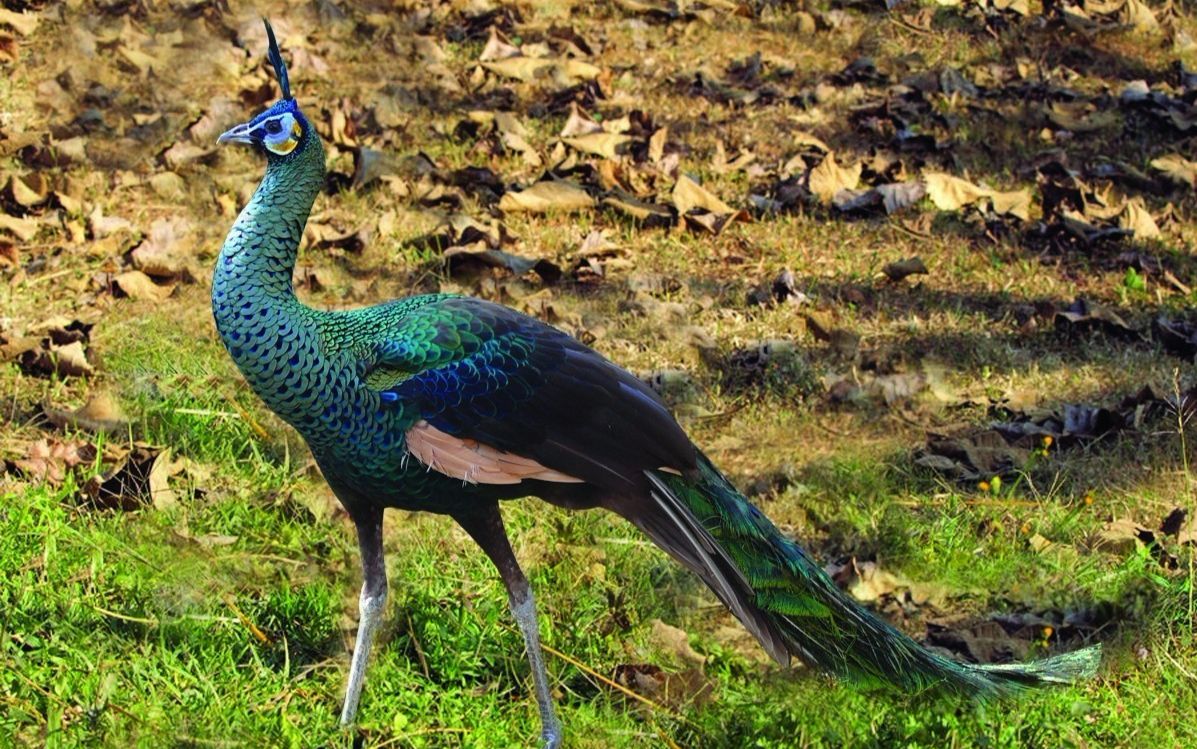 濒临灭绝的中国绿孔雀_哔哩哔哩 (゜-゜)つロ 干杯~-bilibili