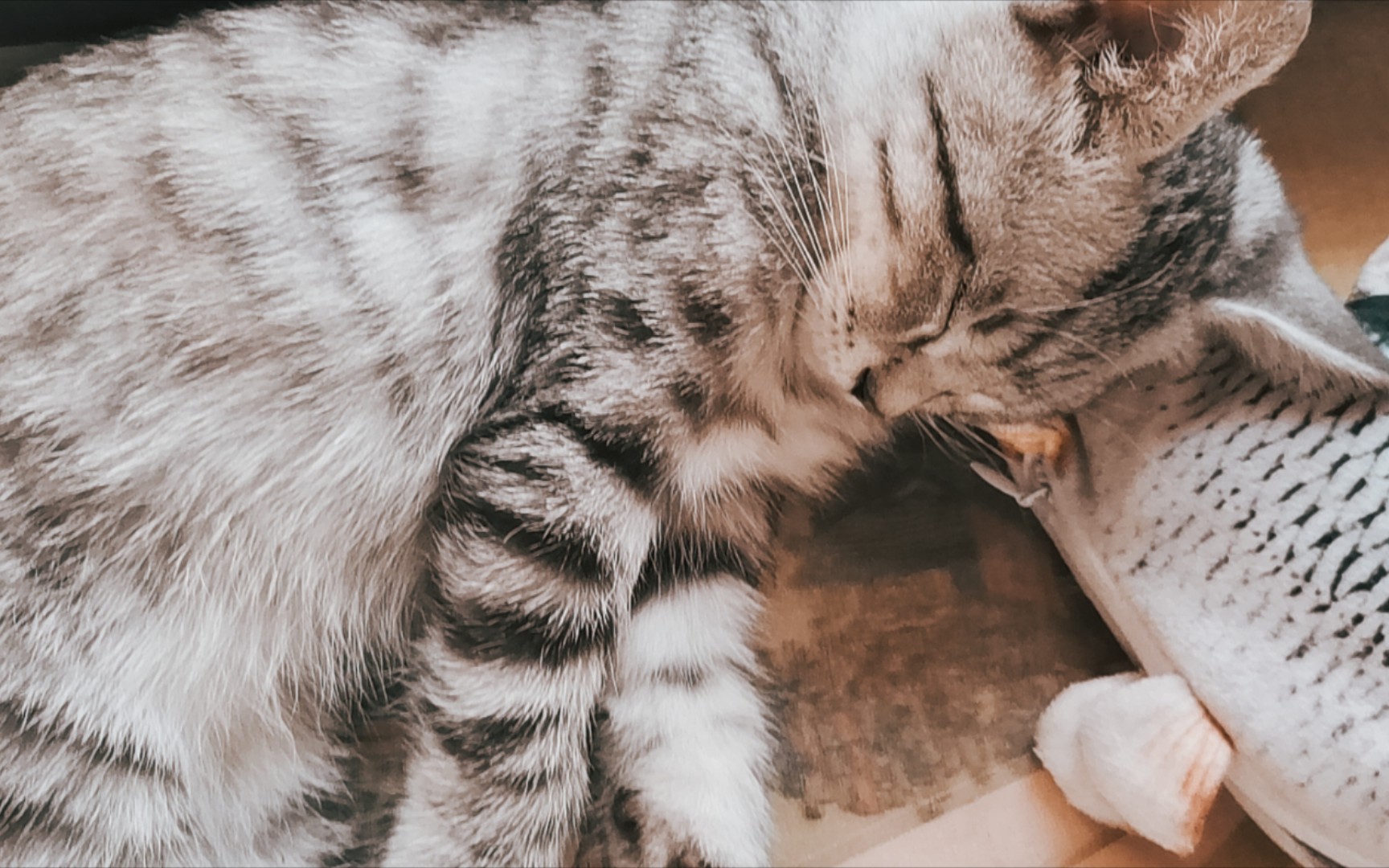 吸猫(字面意思)