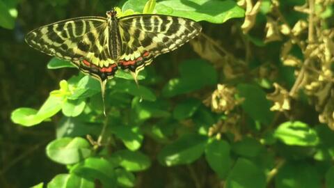 蝴蝶 自家羽化的丝带凤蝶 哔哩哔哩 Bilibili