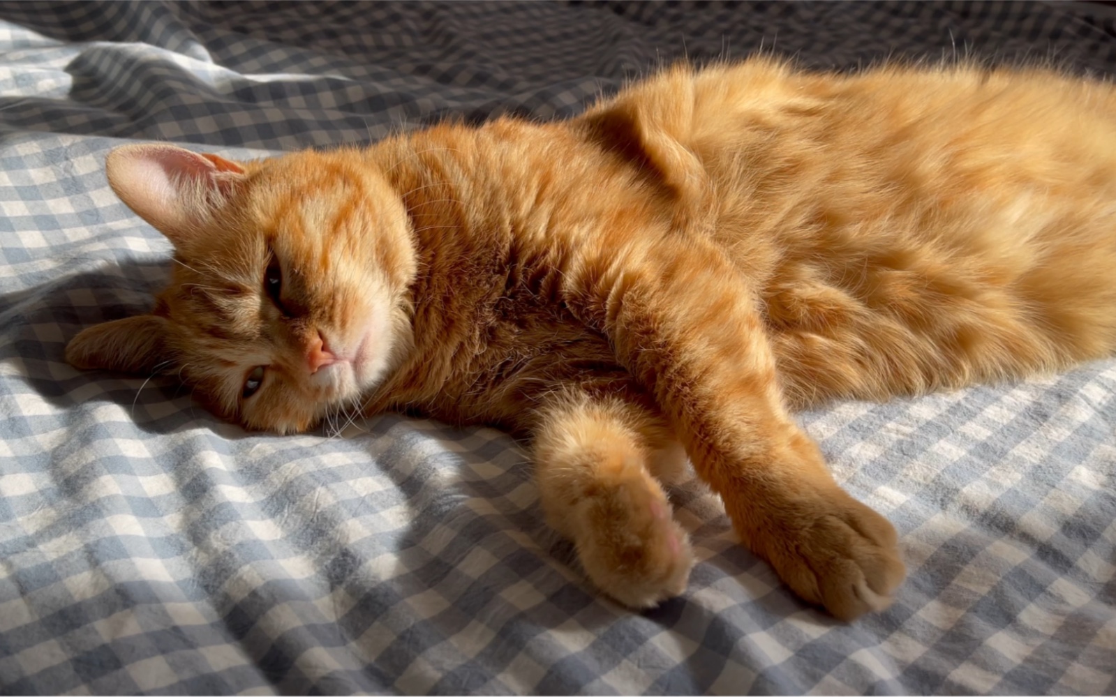 躺在被子上晒太阳的小猫咪 猫生幸福