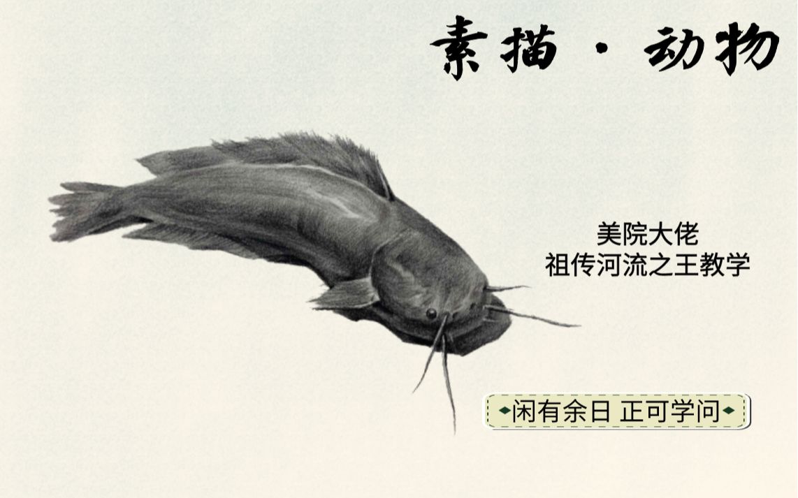 素描新手联盟c君今天教大家来钻洞咳咳是画鲶鱼