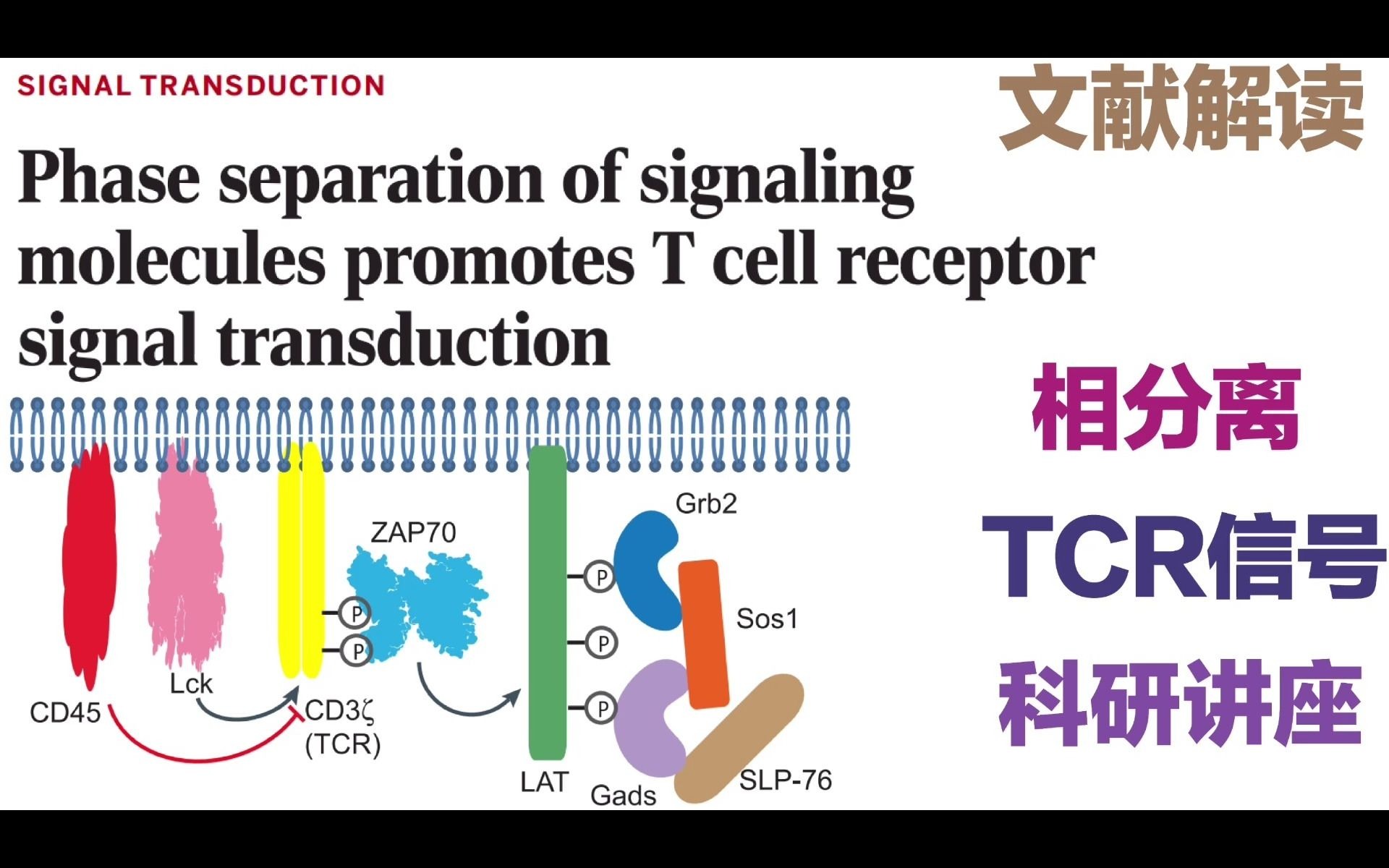 相分离促进T细胞信号传递哔哩哔哩bilibili