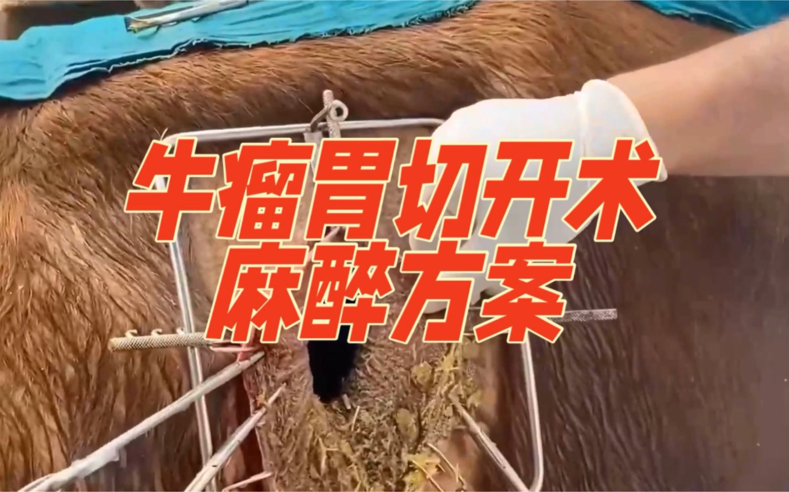 牛瘤胃切开术麻醉操作步骤