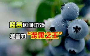 Download Video: 蓝莓因何神奇功效，竟被誉为“浆果之王”？