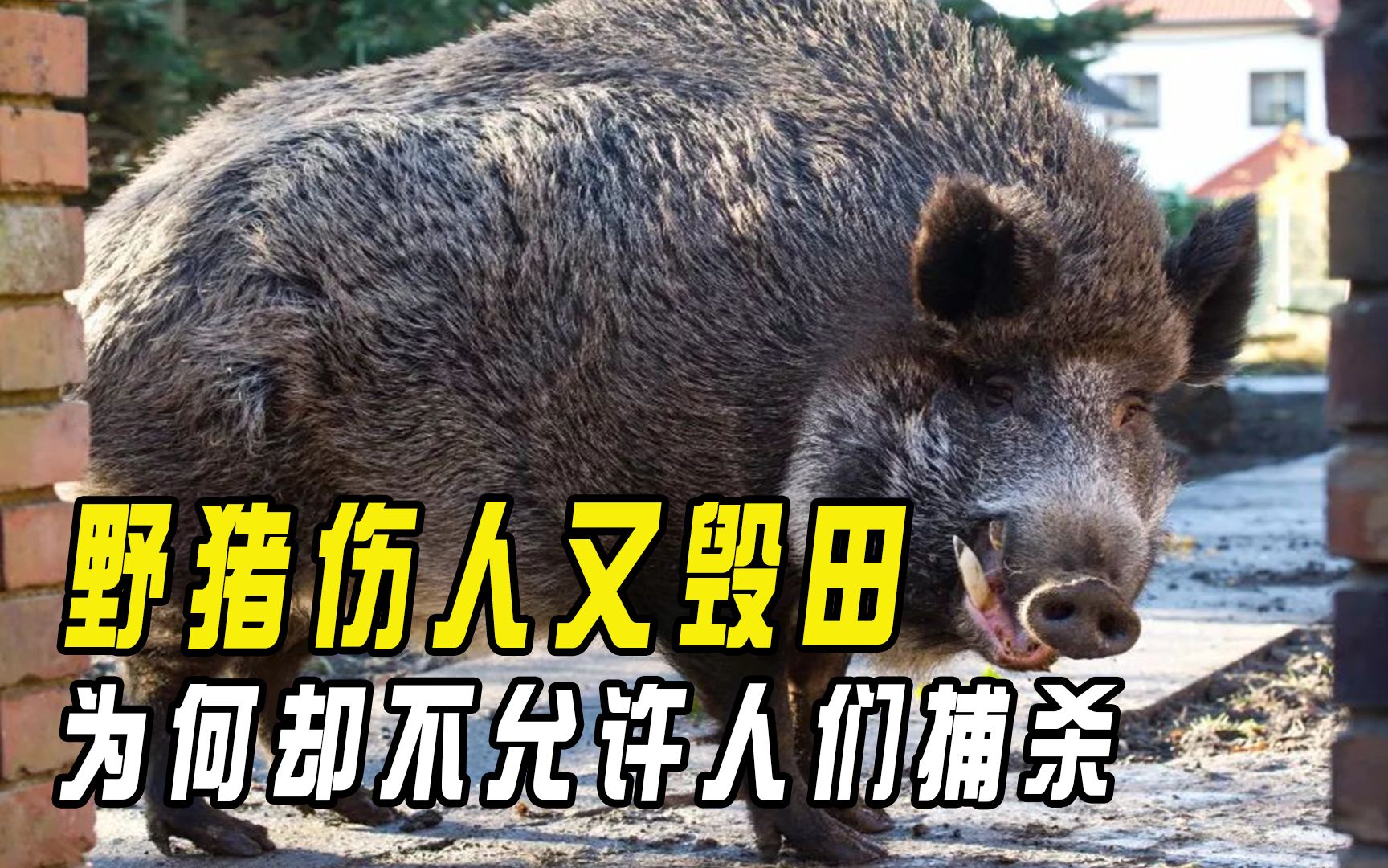 重庆野猪伤人被猎犬咬死,为何野猪总在城市出现,却不让人杀猪吃
