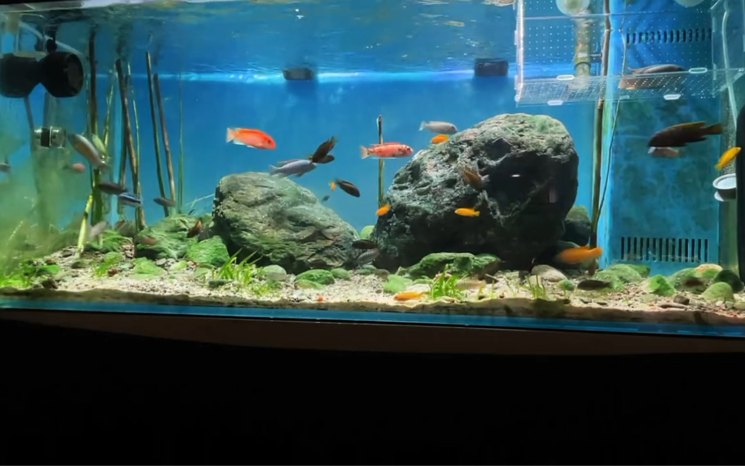 三湖慈鲷 蝴蝶岩栖混养缸
