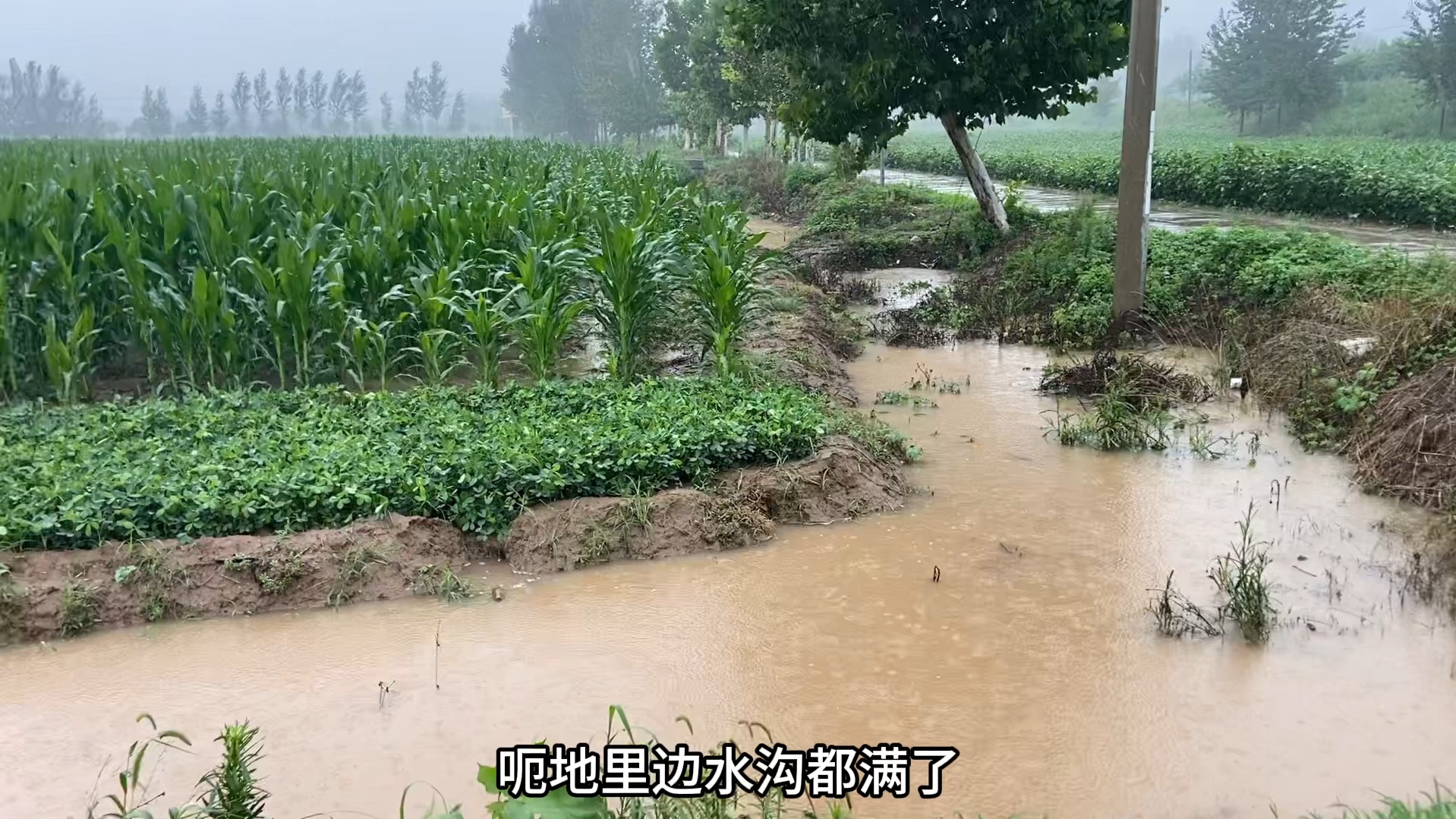 山东菏泽持续的强降雨,农民庄稼被淹,农村道路积水成河哔哩哔哩bilibili