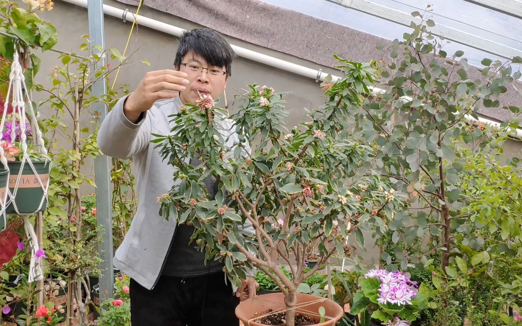 瑞香花比去年花量大一倍,技巧就一点,花量一年比一年大哔哩哔哩bilibili