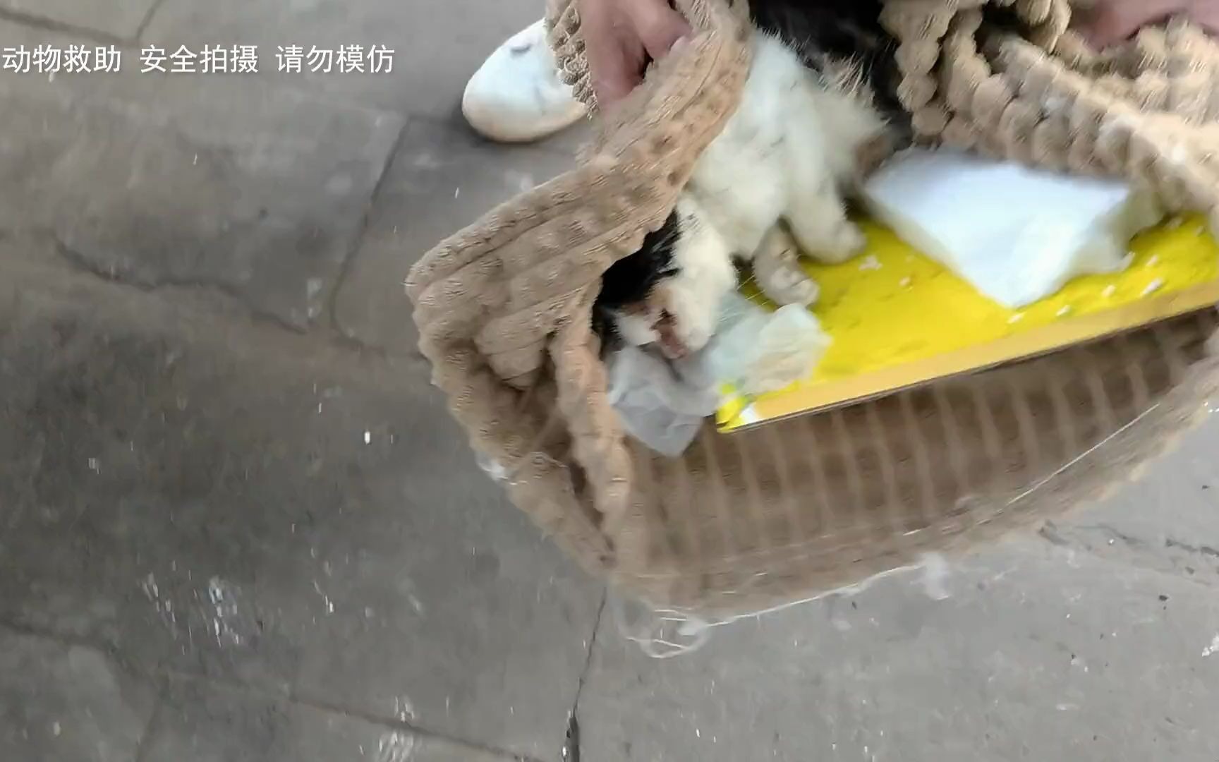 11三花猫被粘鼠板粘到,直接被遗弃,丢进垃圾桶!#粘鼠板上的三花猫 #老疯杨 #老疯杨生产队 #老疯杨天兴桥哔哩哔哩bilibili