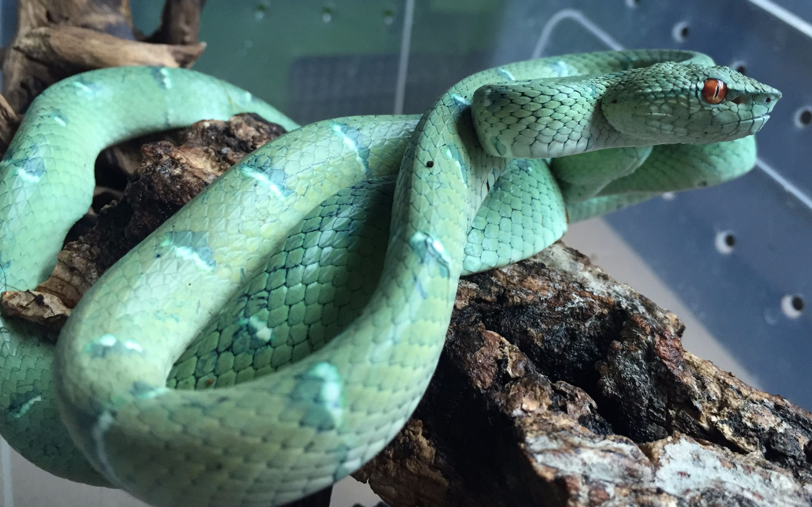 【灯火】最美蝮蛇之一铠甲蝮