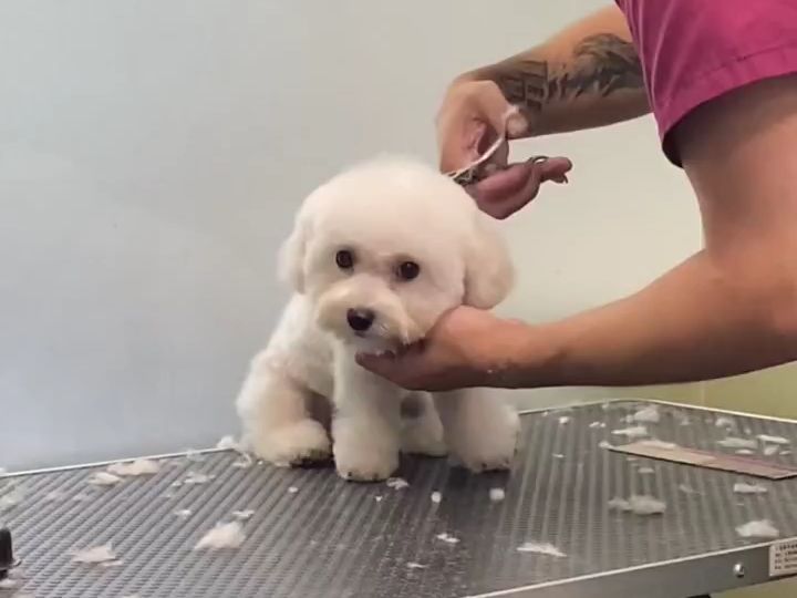 小体比熊六六,今天这个造型不错吧!