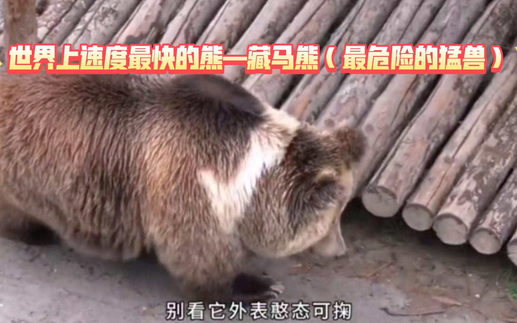 世界上速度最快的熊—藏马熊(最危险的猛兽)