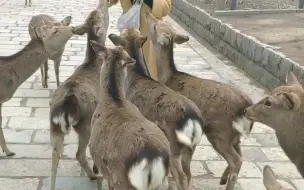 Скачать видео: 日本奈良的鹿~谁说那里的鹿很温顺一个个猖狂的要命！