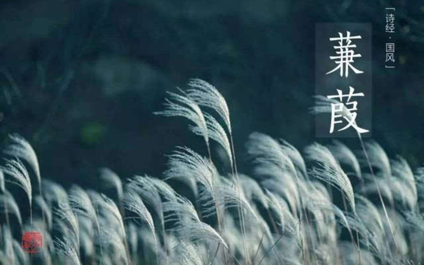 蒹葭_哔哩哔哩_bilibili