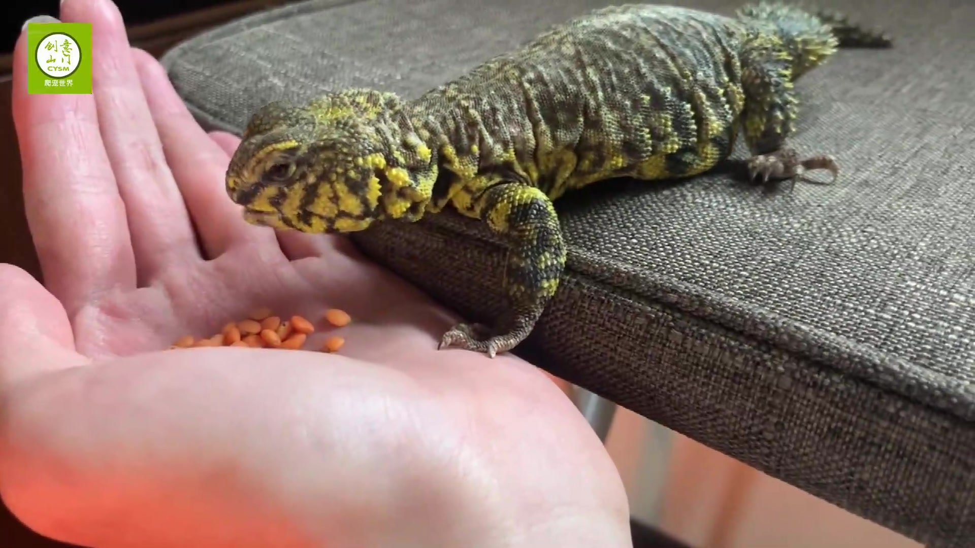 手养宠物 奇葩宠物 另类宠物 之 蜥蜴爬宠 喂食 宠物蜥蜴喂食是很好玩