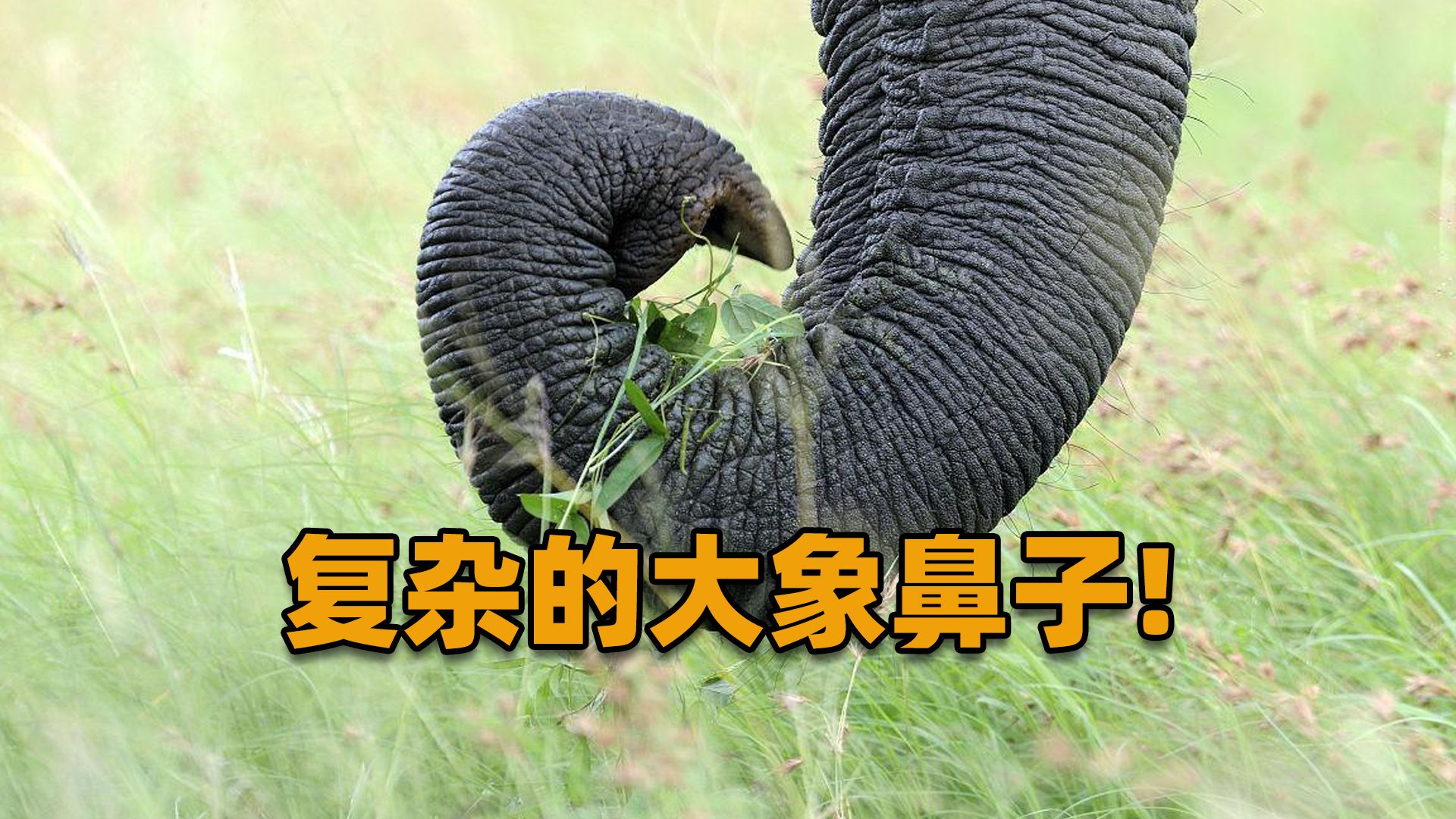 大象的鼻子有多复杂?多功能的鼻子源自不断进化