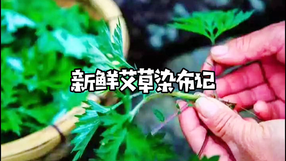 [图]【非遗草木染教程】新鲜艾草染布，这是大自然给予我们的礼物