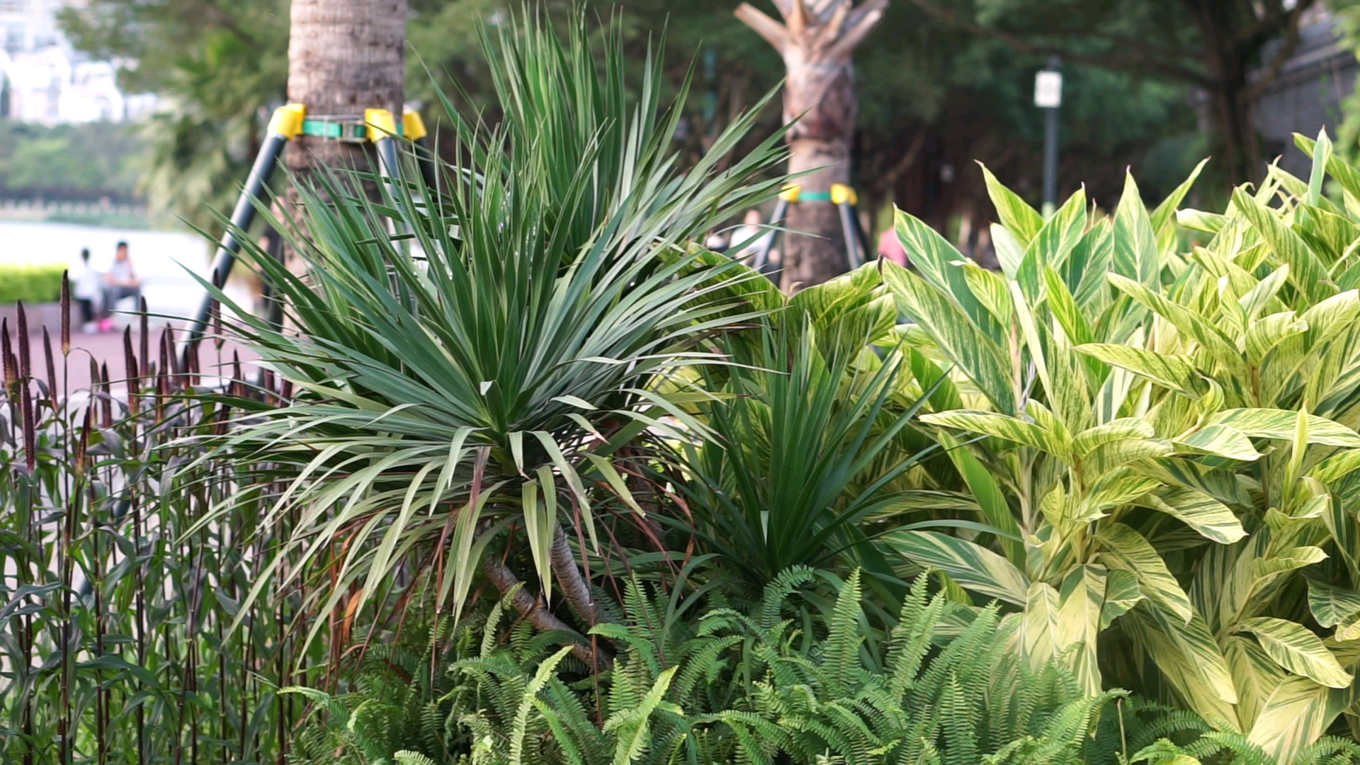 银线象脚丝兰(百合科)