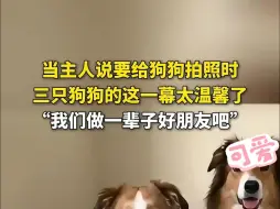 Tải video: 当主人说要给狗狗拍照时，三只狗狗的这一幕也太温馨了，“我们做一辈子的好朋友吧”