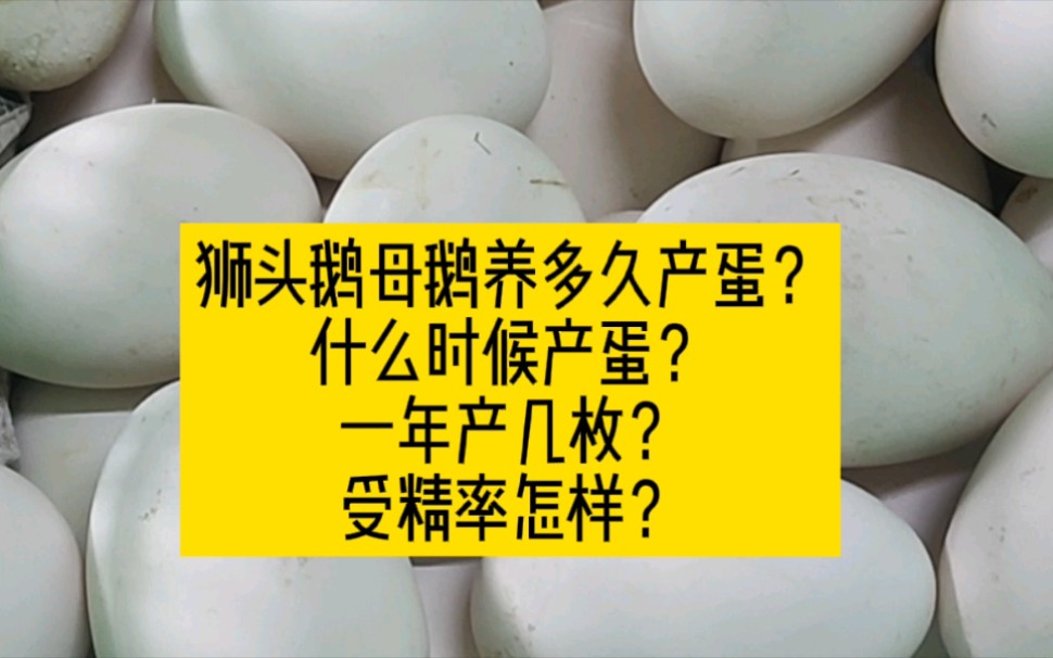 【干货分享】狮头鹅母鹅养多久产蛋?什么季节产蛋?一年产多少个蛋?什么时候受精率高?什么时候受精率低?哔哩哔哩bilibili