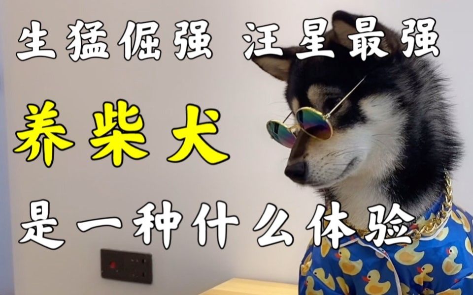 [图]听说你也想养柴犬？—— 饲养柴犬指南 【养汪事务所】#32