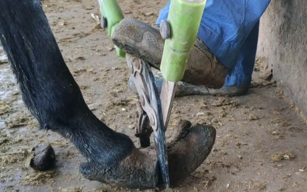 毛驴蹄子长歪了向上翘的老高请来修蹄师傅修剪一下