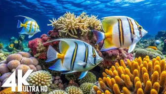 3小时令人惊叹的4K水下镜头🐠 稀有且丰富多彩的海洋生物视频