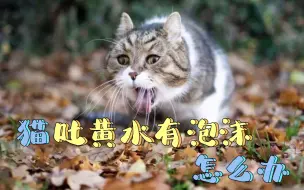 Download Video: 猫吐黄水有泡沫怎么办